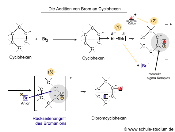 Addition vom Brom an Cyclohexen
