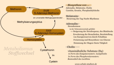 Methylisierungszyklus