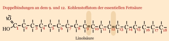 Linolsäure - essentielle Fettsäure Linolsäure - Aufbau und Strukturformel