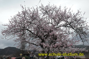Mandelblütenfest in Edenkoben (Pfalz)