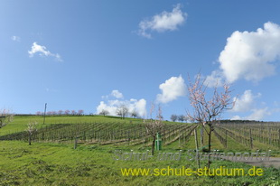 Mandelblütenfest in Gleiszellen-Gleishorbach (Pfalz)