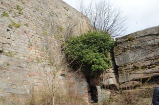 Die Burg(-ruine) Wolfsburg