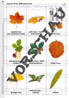 Autumn (Herbst) - Unterrichtsmaterialien
