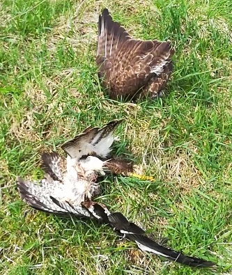 Enthaupteter Mäusebussard - Windkraft