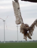 Windkraft - tödlich für Waldkauze